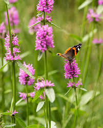 Image result for Stachys