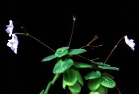 Image result for Streptocarpus myoporoides