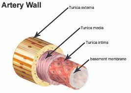 This diagrams shows the major arteries in the human body. Seer Training Classification Structure Of Blood Vessels