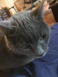Or maybe it's itching like crazy and you can't stop sneezing? My Cat Has Allergies That Make Her Eyes Water And Sneeze Wellthatsucks