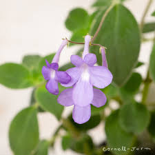 Image result for Streptocarpus eylesii