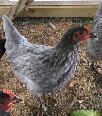 Regular transport, cramped and bare temporary housing, forced training and performance, loud noises and crowds of people are often unavoidable realities for the animals. Sapphire Gem Hoover S Hatchery Chickens Backyard Hatching Chickens Chicken Breeds