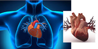 Saat ini lowongan kerja pt torabika eka semesta sedang dibuka untuk rekan pencaker.id lulusan d3/s1 sederajat yang ingin mengembangkan karir di perusahaan tersebut dibeberapa posisi dan jabatan. Non O Blood Group Increases Heart Attack Risk Nigerianmedicals