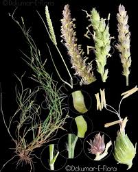 Image result for Cenchrus caudatus