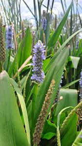 Image result for Wolffiella hyalina