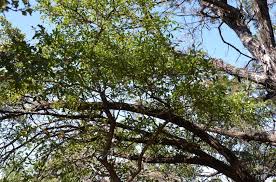 Image result for Buchnera usuiensis