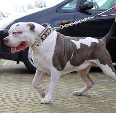 Shipping is provided but buyer is responsible for shipping cost. Riesige Pitbulls Mein Hector Ist Noch Grosser Als Hulk Welt