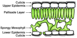 Review and cite leaf anatomy protocol, troubleshooting and other methodology information | contact experts in leaf anatomy to get answers. Leaf Anatomy Answer Key Anatomy Drawing Diagram