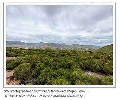 Image result for Passerina montana