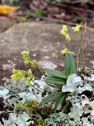 Image result for Angraecum sacciferum