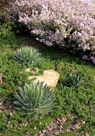 Check our reviews, buy your perfect perennials / groundcover plants with confidence! 6 Deer Resistant Ground Covers To Plant This Fall