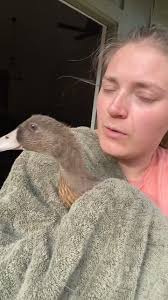 Ideas for portable duck pool entry assistance?