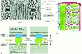 The Sarcoplasmic Reticulum And The T Tubule System A Download Scientific Diagram