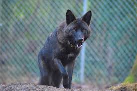 How unusual coloring turns animal 'pests' into icons