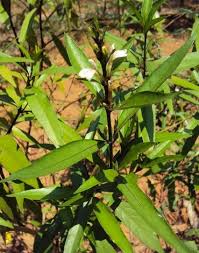 Tanaman Gandarusa Gondoruso Tanaman Tanaman Obat Ide Berkebun
