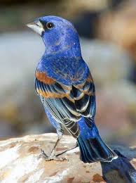 Blue Grosbeak Guzel Kuslar Kus Rengarenk Kuslar