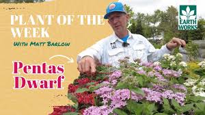 Image result for Pentas schumanniana