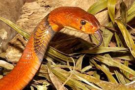 Red Spitting Cobra Snakes Snake Venom Beautiful Snakes Snake