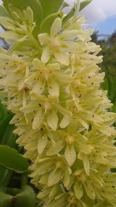 Image result for Eucomis autumnalis