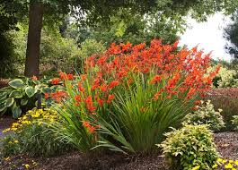Image result for Crocosmia