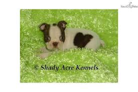 Check spelling or type a new query. Splash Choco White Motle Ga Boston Terrier For Sale Boston Terrier Puppy Boston Terrier Puppy For Sale