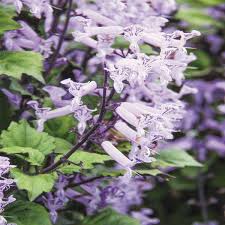 Image result for Plectranthus elegans