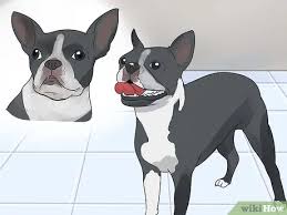 Boston Terrier Dog Breed Information | Purina
