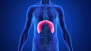 Liver, lungs, mouth, muscle, mustache, neck, nose, okay, palm. The Lungs Are In The Chest So How Does Belly Breathing Diaphragm Breathing Work Why Does The Stomach Rise And Fall Quora