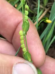 Image result for Zornia punctatissima