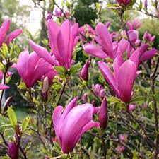 Their emerging fragrance fills the air and falling petals dance in the wind like spring snow, blanketing. Ohio S Blooming Magnolia Trees Dengarden