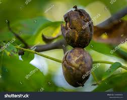 Image result for Walnut blight