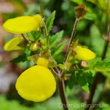 Image result for Calceolaria tripartita