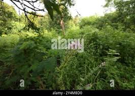 Image result for Pleurolobus