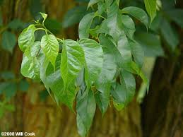 Image result for Maclura africana