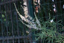 Image result for Vitex fischeri