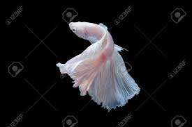 Select from distinct halfmoon betta fish at alibaba.com to enhance the aesthetic appearance of your interior decor. Close Up Of White Platinum Betta Fish Or Siamese Fighting Fish Stock Photo Picture And Royalty Free Image Image 75225722