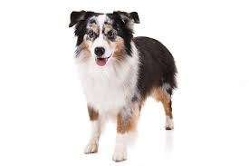 Miniature American Shepherd Dog Breed Information