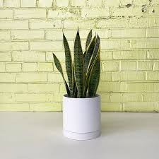 Image result for Uvaria laurentii