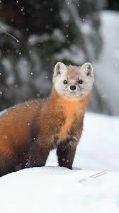 Marten Snow Winter Wildlife 1080x1920 Iphone 8 7 6 6s Plus Wallpaper Background Picture Image The most common wildlife wallpaper material is paper. marten snow winter wildlife
