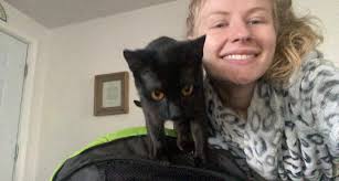 Lost cat in McMinnville, Oregon, near old Sheridan and Goucher St