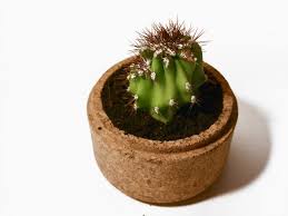In this video, i show you how you can cut a cactus that is too tall. How To Mend A Cactus Ifixit Repair Guide