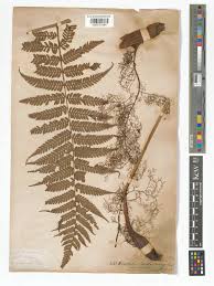 Image result for Cyathea mildbraedii