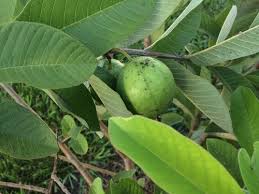 Maybe you would like to learn more about one of these? What Is Wrong With My Guava Tree