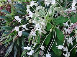 Image result for Rotheca