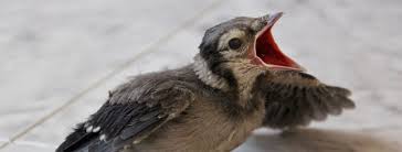 Erie Wildlife Rescue Wildlife Rehabilitation Experts