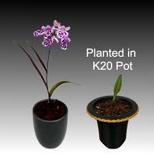 Image result for Craspedorhachis