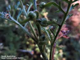 Image result for Carrichtera annua