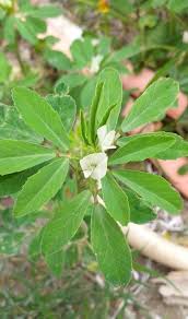 Image result for Trigonella