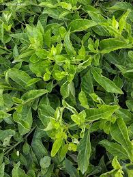 Image result for Gynura scandens