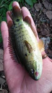 Sawah atau tali air serta sungai kecil menjadi habitat utama spesies ini. Ikan Puyu Emas